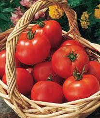 온실과 열린 땅에서 왜 토마토가 부서 지나요?