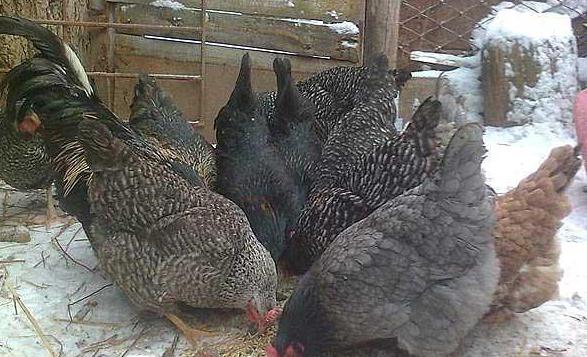 닭 : 품종 및 사진에 대한 설명