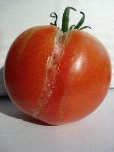 우리는 토마토가 온실에서 왜 깨지는지를 배웁니다.
