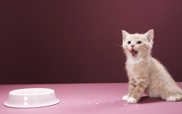 새끼 고양이를위한 좋은 음식 : 수의사의 리뷰
