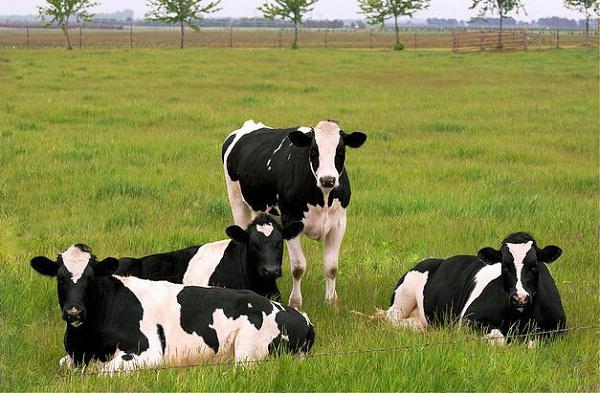 우유 번식의 소들 : 번식의 특징. 우유 생산의 암소 : 품종