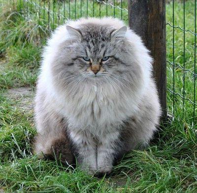 고양이의 독특한 품종 - 시베리아