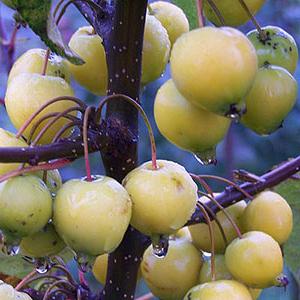 가을에 사과 나무를 손질하는 방법 : 숙련 된 정원사를위한 조언