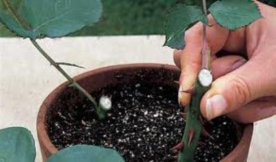 가정에서 절단하여 장미를 재배하는 방법 : 재배자에 대한 조언