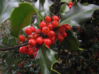 조경 디자인에있는 성분으로 일반적인 cotoneaster