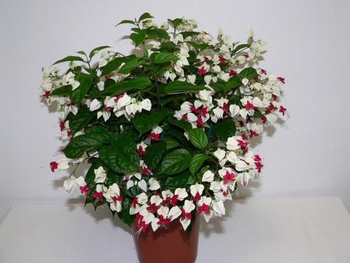 톰슨 부인의 clerodendrum