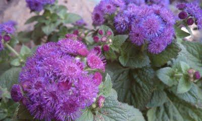 ageratum 사진