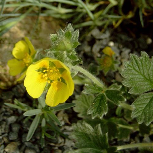 silverweed 리뷰