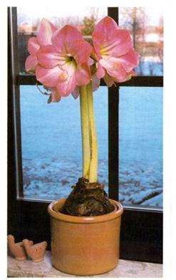 왜 hippeastrum 꽃하지 않습니다