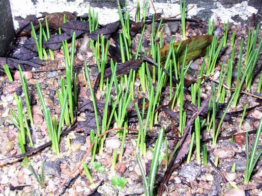 가을 심기에 crocus 재배 날짜