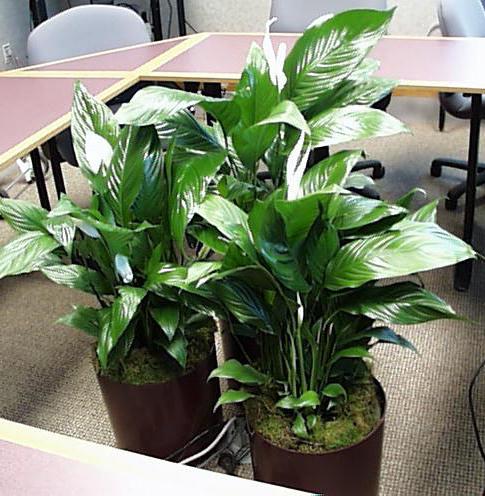 Spathiphyllum : 집 관리. Spathiphyllum (여성 행복) : 이식