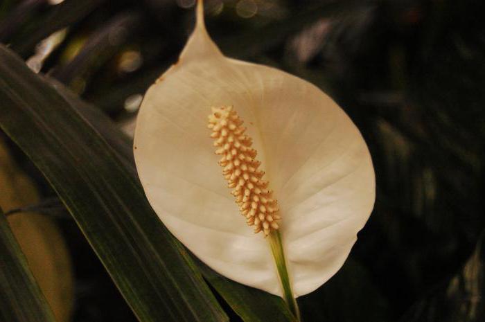 꽃 spathiphyllum 도미노