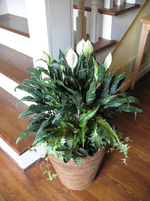 spathiphyllum domino 사진