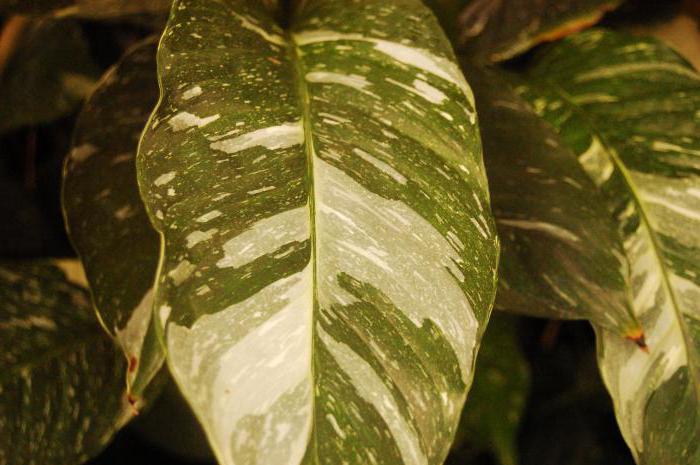 spathiphyllum domino plant care