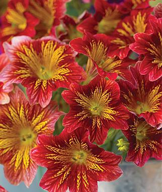 Salpiglossis (씨앗에서 재배)