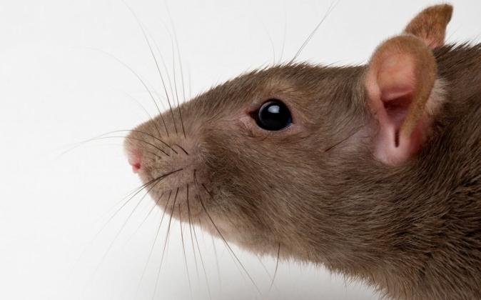 꿈 해석 : 쥐가 꿈꾸면 무엇을 의미합니까?
