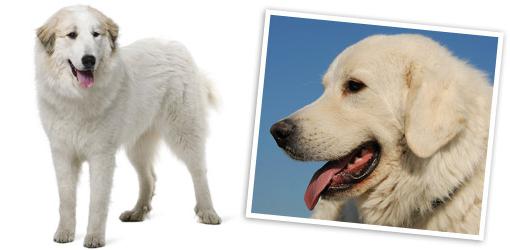 Mountain pyrenean dog : 설명, 자연, 사진 및 리뷰. 위대한 Pyrenean Mountain Dog