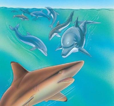 집단 대 단일 집단? 왜 상어들은 돌고래를 두려워합니까?
