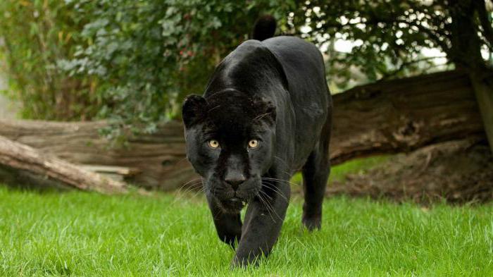 신비한 야생 고양이 - 검은 재규어 : 설명, 서식지
