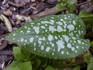 Medunica officinalis : 유용한 특성 및 응용