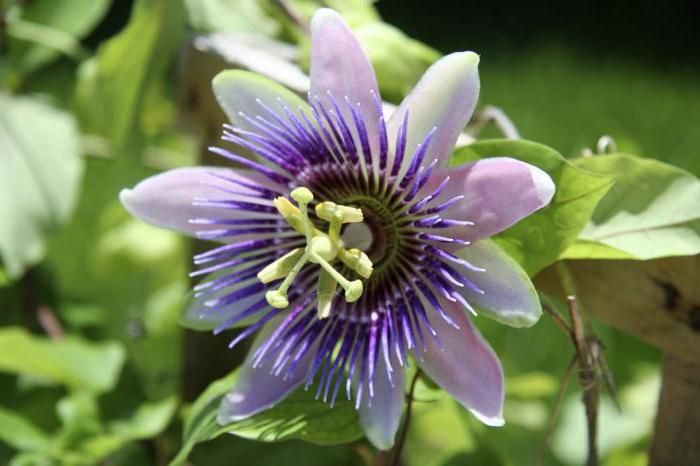 passionflower 태블릿 사용자 설명서